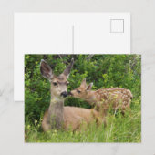 Carte Postale Biche de cerf mulet avec faon (Devant / Derrière)