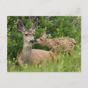 Carte Postale Biche de cerf mulet avec faon