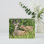 Carte Postale Biche de cerf mulet avec faon (Debout devant)