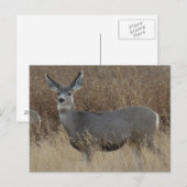 Carte Postale Biche de cerf mulet D14 (Devant / Derrière)