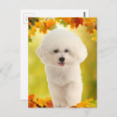 Carte Postale Bichon Frise (Devant / Derrière)
