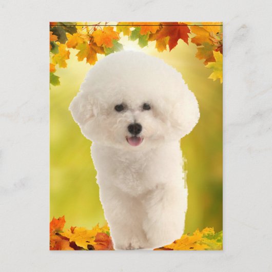 Carte Postale Bichon Frise (Devant)
