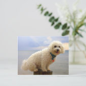 Carte Postale Bichon Frise (Debout devant)