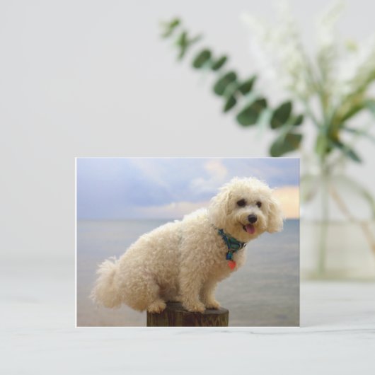 Carte Postale Bichon Frise (Debout devant)