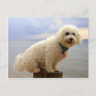 Carte Postale Bichon Frise