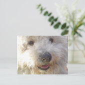 Carte postale Bichon Frise (Debout devant)
