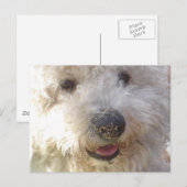 Carte postale Bichon Frise (Devant / Derrière)