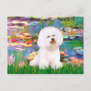 Carte Postale Bichon Frisé 1 - Lys 2