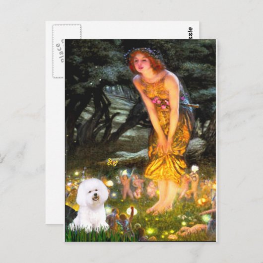 Carte Postale Bichon Frise 1 - MidEve (Devant / Derrière)