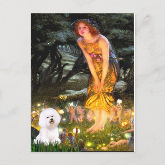 Carte Postale Bichon Frise 1 - veille de la Saint-Jean (Devant)