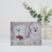 Carte Postale Bichon frise avec un ours en peluche blanc. (Debout devant)