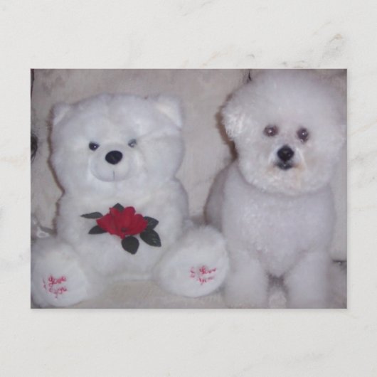 Carte Postale Bichon frise avec un ours en peluche blanc. (Devant)