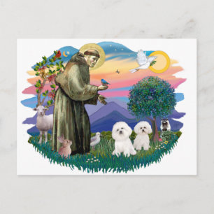 Carte Postale Bichon Frise (deux)