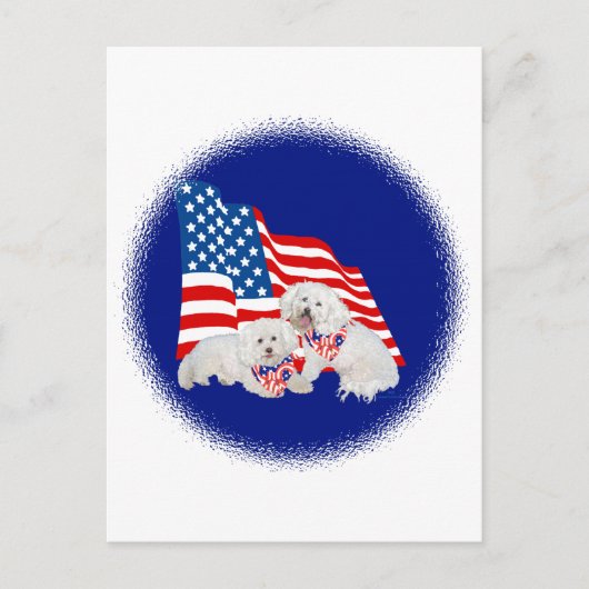 Carte Postale Bichon frisé drapeau américain (Devant)