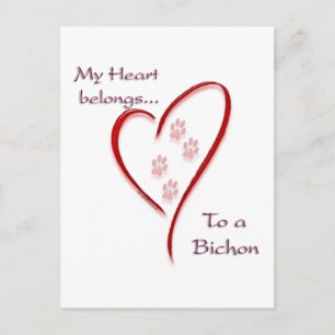 Carte Postale Bichon Frise Heart Belongs