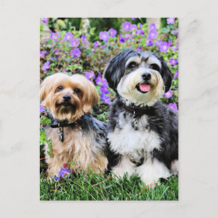 Carte Postale Bichon Havanais - Lola & Yorkshire Terrier - Molly