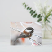 Carte Postale Bickadee en hiver (Debout devant)