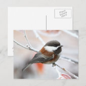 Carte Postale Bickadee en hiver (Devant / Derrière)