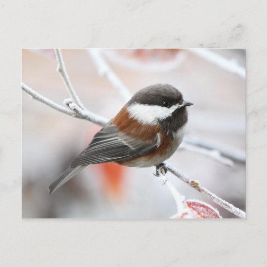 Carte Postale Bickadee en hiver (Devant)
