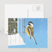 Carte Postale Bickadee sur la peinture d'alimentation - Oiseaux (Devant / Derrière)