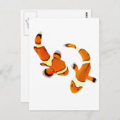 Carte Postale Bicker Poisson clown (Devant / Derrière)