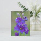 Carte Postale Bicolor Larkspur (Debout devant)