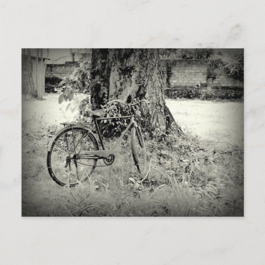 Carte Postale Bicyle sous un arbre (Devant)