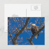 Carte Postale Bientôt Eagle Gaze (Devant / Derrière)