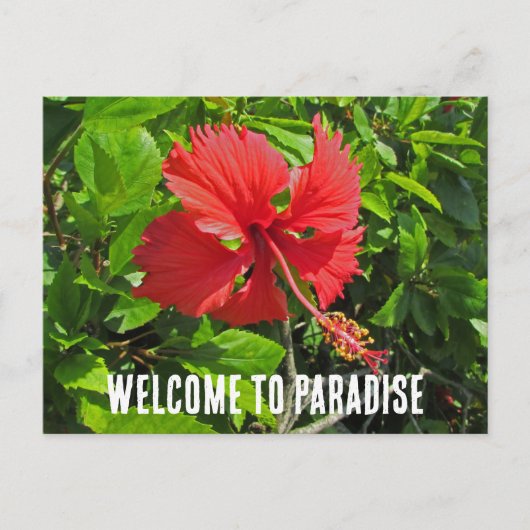 Carte Postale Bienvenue au Paradis Maison de la Fleur Tropicale  (Devant)