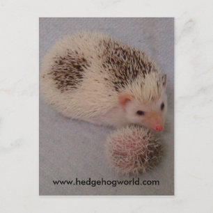 Carte Postale Big and little spots postcard