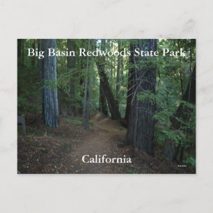 Carte Postale Big Basin Redwoods State...
