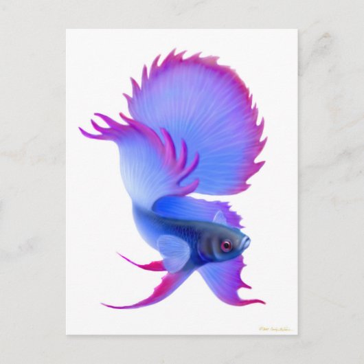 Carte Postale Big Blue Betta Fish (Devant)