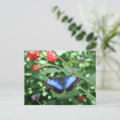 Carte Postale Big Blue Butterfly 2 (Debout devant)