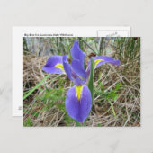 Carte Postale Big Blue Louisiana Iris (Devant / Derrière)
