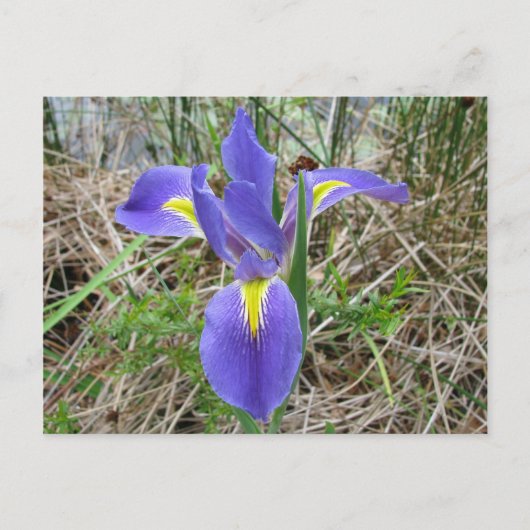 Carte Postale Big Blue Louisiana Iris (Devant)