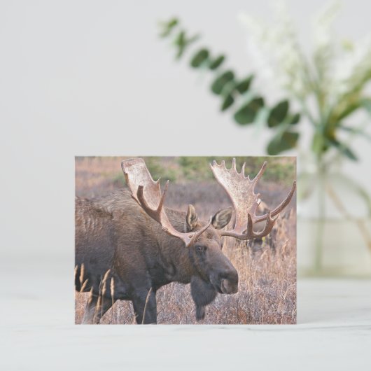 Carte Postale Big Bull Moose (Debout devant)