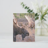 Carte Postale Big Bull Moose (Debout devant)