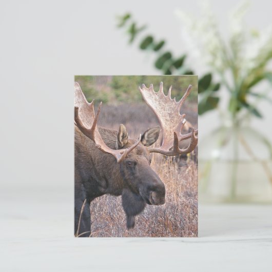 Carte Postale Big Bull Moose (Debout devant)
