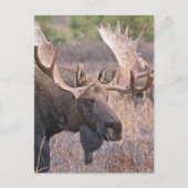 Carte Postale Big Bull Moose (Devant)