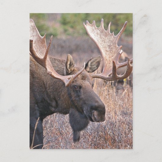 Carte Postale Big Bull Moose (Devant)