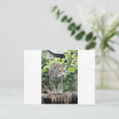 Carte Postale Big Cat Jaguar (Debout devant)