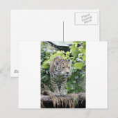 Carte Postale Big Cat Jaguar (Devant / Derrière)
