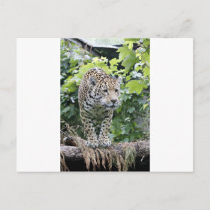 Carte Postale Big Cat Jaguar