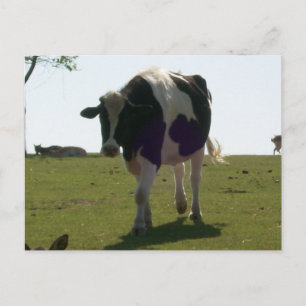 Carte postale Big Cow