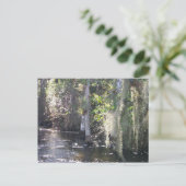 Carte Postale Big Cypress (Debout devant)