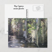 Carte Postale Big Cypress (Devant / Derrière)