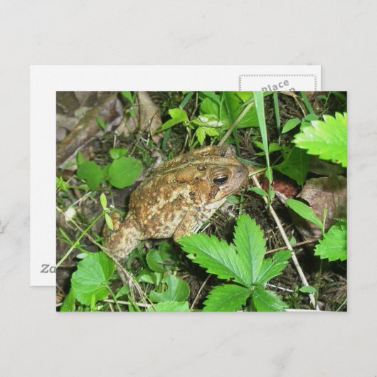 Carte postale Big Daddy Toad (Devant / Derrière)