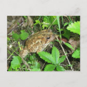 Carte postale Big Daddy Toad (Devant)