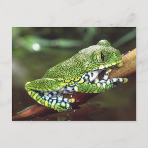 Carte Postale Big Eye Treefrog, Leptopelis vermiculatus,