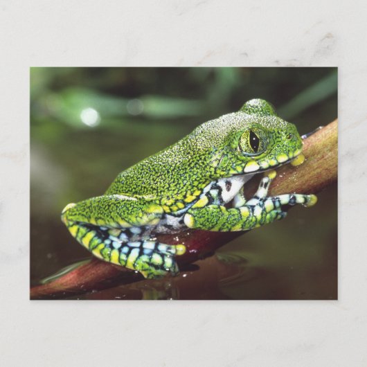 Carte Postale Big Eye Treefrog, Leptopelis vermiculatus, (Devant)